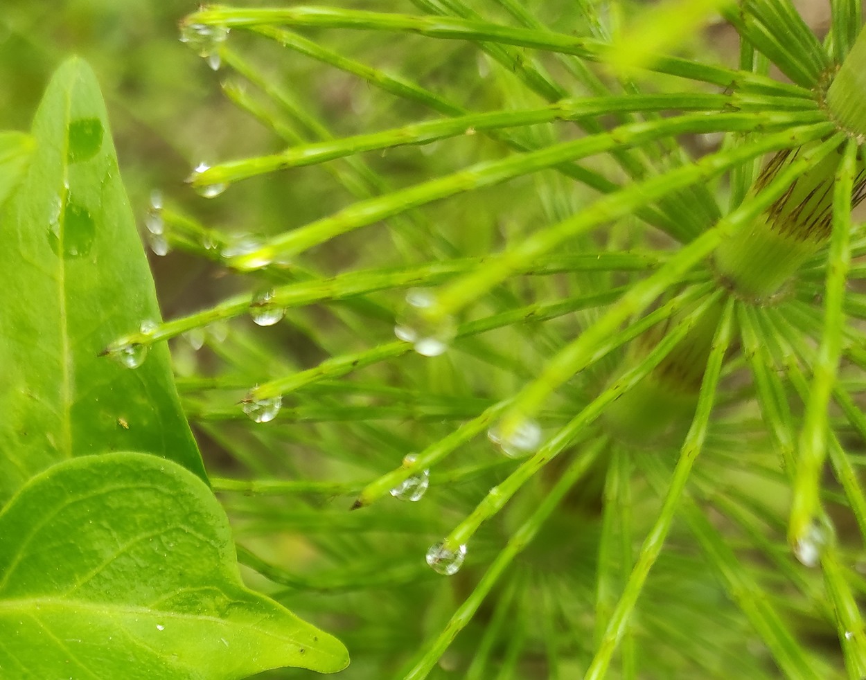 Cavalinha na Primavera